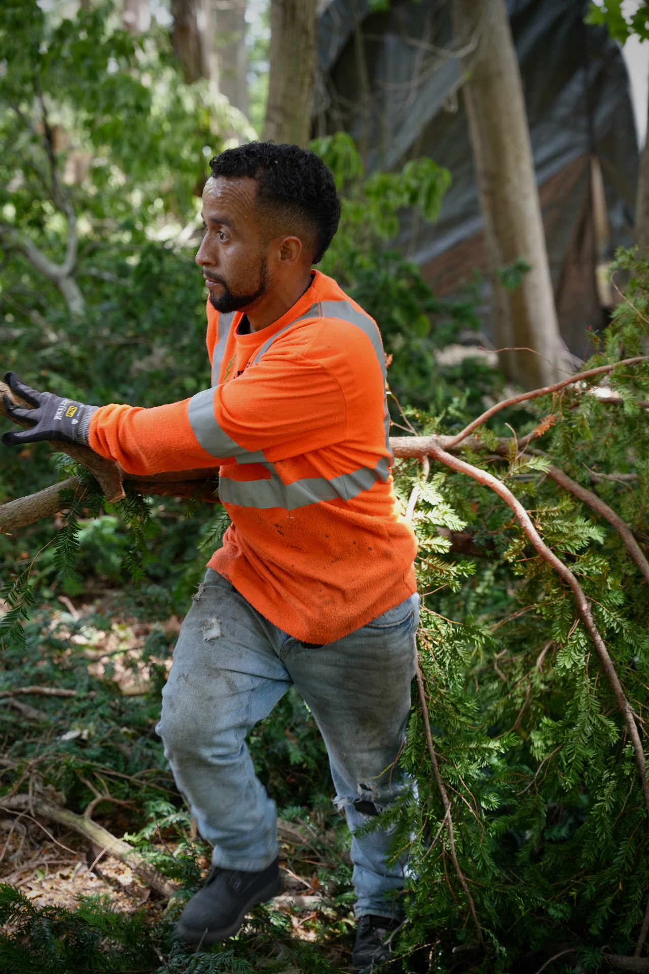 Tree service worker in hi-vis clearing fallen branches in a wooded property